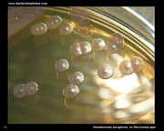 pseudomonas aeruginosa on macconkey agar